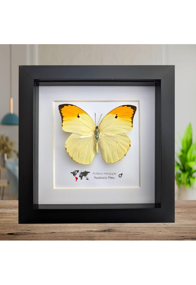 Framed Orange Tip Butterfly, Entomological Wall Art