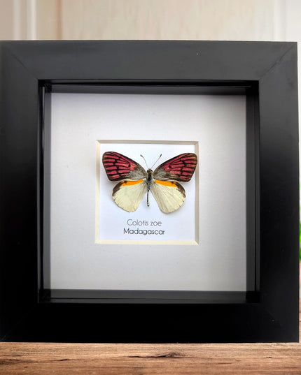 Colotis zoe,  the madagascan white and pick butterfly, framed butterfly, taxidermy moth art, entomology present