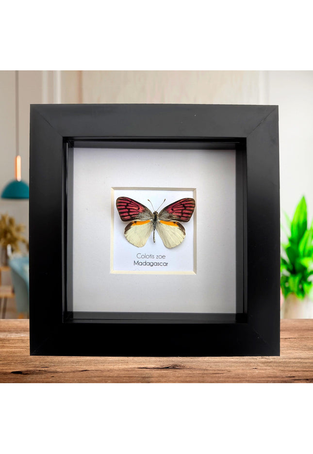 Colotis zoe,  the madagascan white and pick butterfly, framed butterfly, taxidermy moth art, entomology present