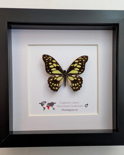 Framed graphium cymus, madagascan red-veined swallowtail: butterfly display (6" x 6")
