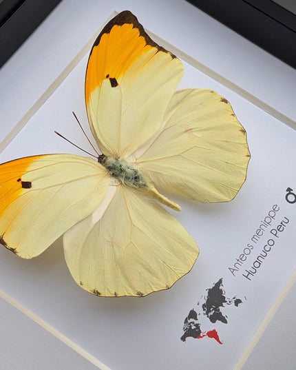 Framed Orange Tip Butterfly, Entomological Wall Art