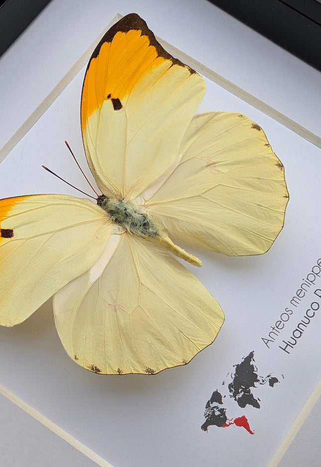 Framed Orange Tip Butterfly, Entomological Wall Art