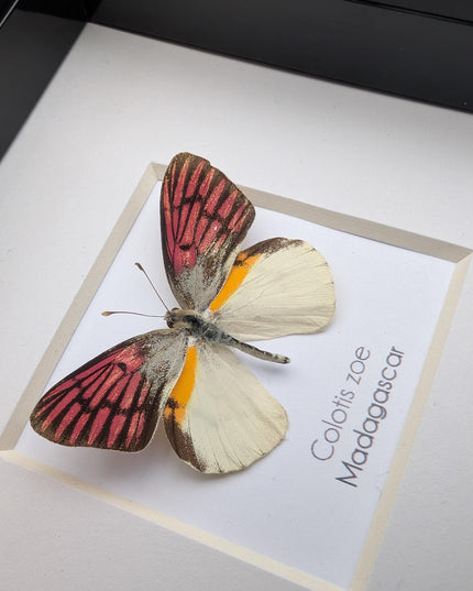 Colotis zoe,  the madagascan white and pick butterfly, framed butterfly, taxidermy moth art, entomology present