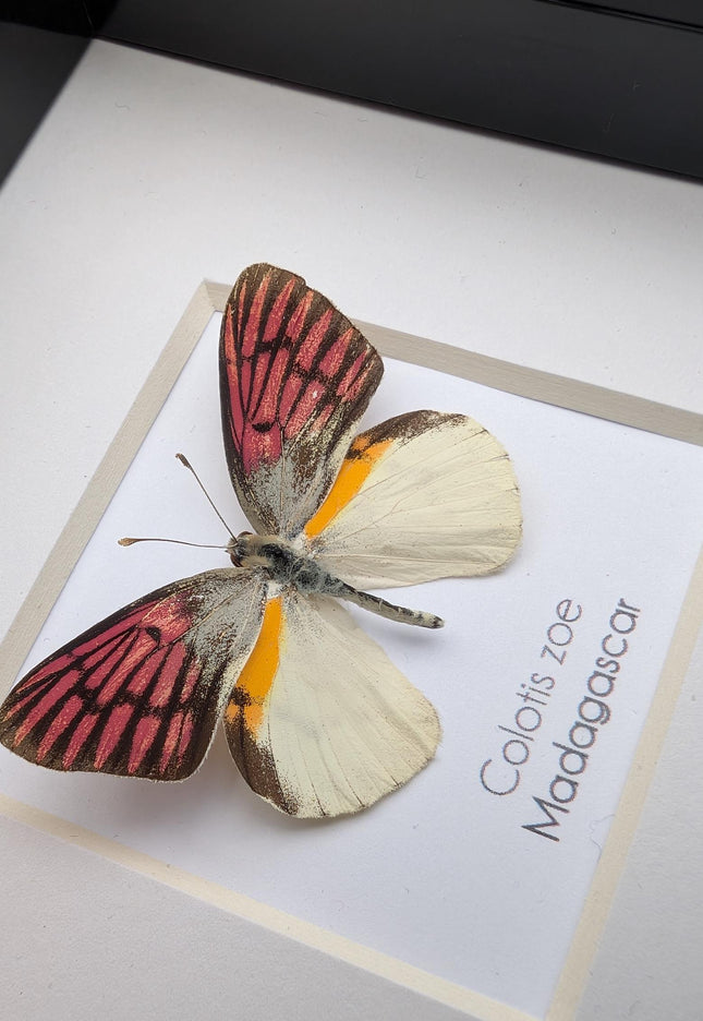 Colotis zoe,  the madagascan white and pick butterfly, framed butterfly, taxidermy moth art, entomology present