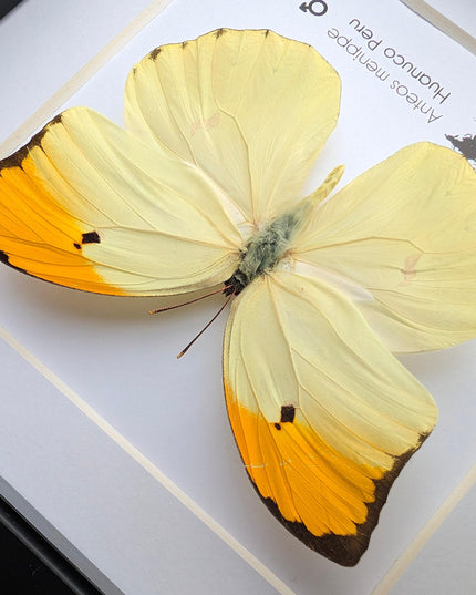 Framed Orange Tip Butterfly, Entomological Wall Art