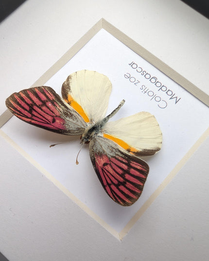 Colotis zoe,  the madagascan white and pick butterfly, framed butterfly, taxidermy moth art, entomology present