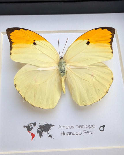 Framed Orange Tip Butterfly, Entomological Wall Art