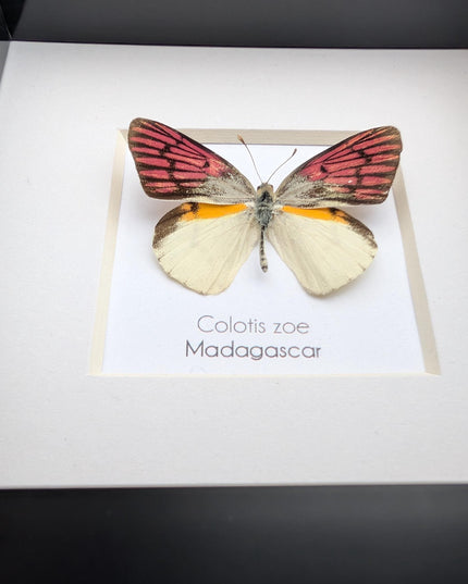 Colotis zoe,  the madagascan white and pick butterfly, framed butterfly, taxidermy moth art, entomology present
