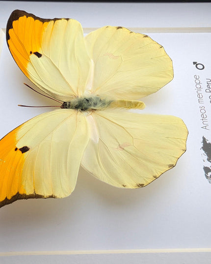 Framed Orange Tip Butterfly, Entomological Wall Art