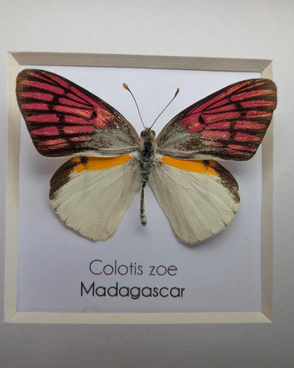 Colotis zoe,  the madagascan white and pick butterfly, framed butterfly, taxidermy moth art, entomology present