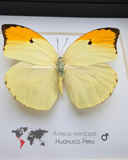 Framed Orange Tip Butterfly, Entomological Wall Art