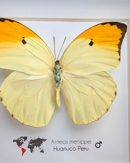 Framed Orange Tip Butterfly, Entomological Wall Art