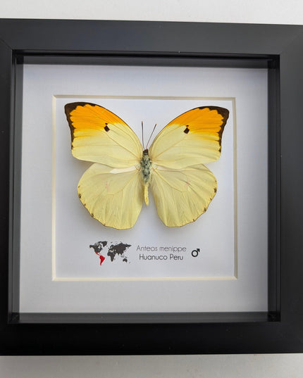 Framed Orange Tip Butterfly, Entomological Wall Art