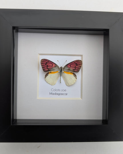 Colotis zoe,  the madagascan white and pick butterfly, framed butterfly, taxidermy moth art, entomology present