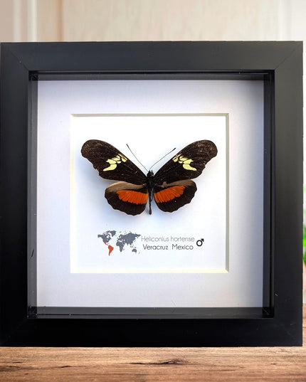 Heliconius hortense,  the mexican longwing butterfly, wall decor, taxidermy gift, entomology present, frame 6" x 6"