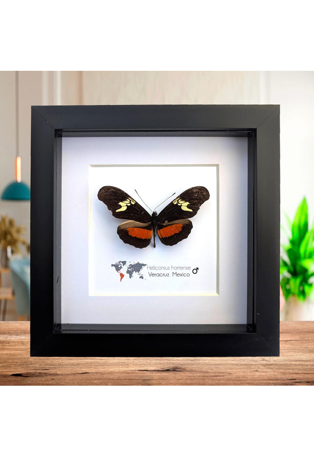 Heliconius hortense,  the mexican longwing butterfly, wall decor, taxidermy gift, entomology present, frame 6" x 6"