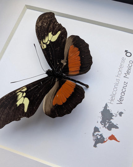 Heliconius hortense,  the mexican longwing butterfly, wall decor, taxidermy gift, entomology present, frame 6" x 6"