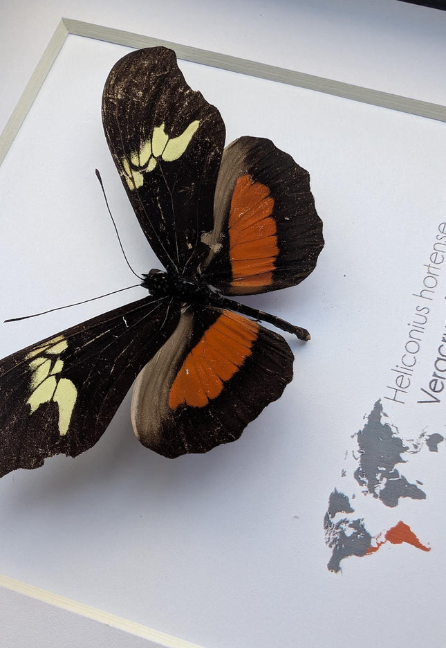 Heliconius hortense,  the mexican longwing butterfly, wall decor, taxidermy gift, entomology present, frame 6" x 6"