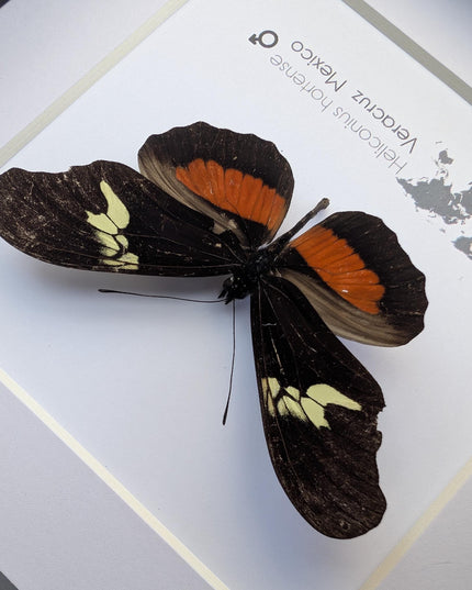 Heliconius hortense,  the mexican longwing butterfly, wall decor, taxidermy gift, entomology present, frame 6" x 6"