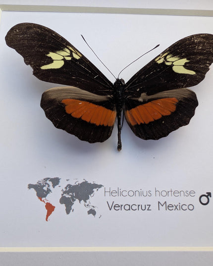 Heliconius hortense,  the mexican longwing butterfly, wall decor, taxidermy gift, entomology present, frame 6" x 6"