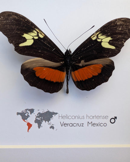 Heliconius hortense,  the mexican longwing butterfly, wall decor, taxidermy gift, entomology present, frame 6" x 6"