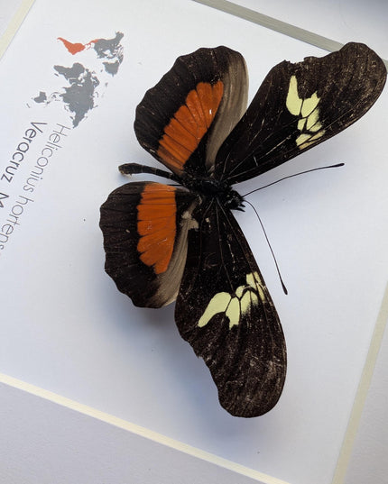 Heliconius hortense,  the mexican longwing butterfly, wall decor, taxidermy gift, entomology present, frame 6" x 6"
