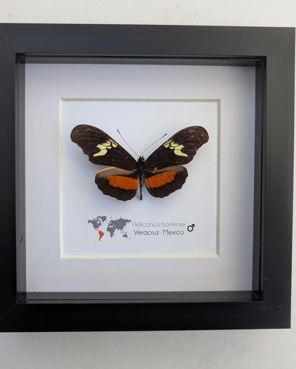 Heliconius hortense,  the mexican longwing butterfly, wall decor, taxidermy gift, entomology present, frame 6" x 6"