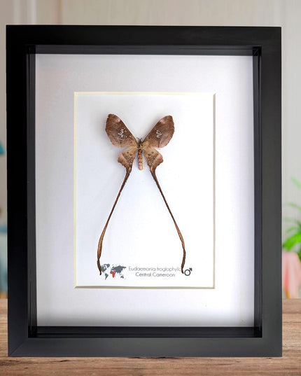 Framed African Cave Silk Moth Taxidermy, Entomology Wall Decor (10x8)
