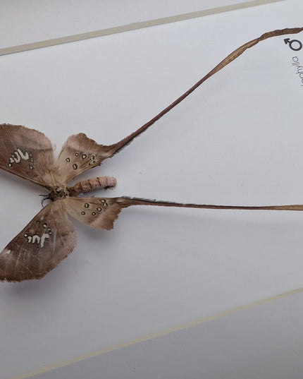 Framed African Cave Silk Moth Taxidermy, Entomology Wall Decor (10x8)