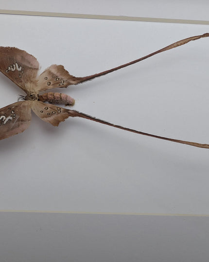 Framed African Cave Silk Moth Taxidermy, Entomology Wall Decor (10x8)