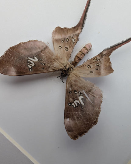 Framed African Cave Silk Moth Taxidermy, Entomology Wall Decor (10x8)