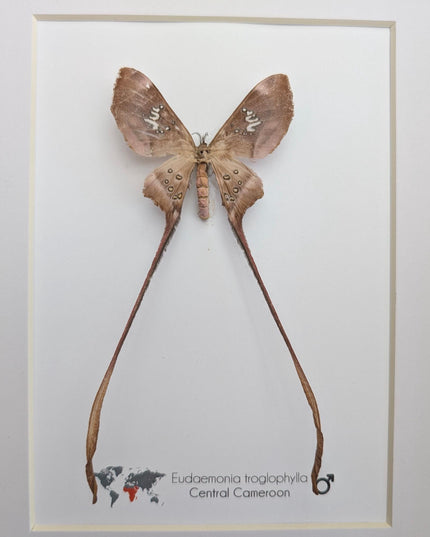 Framed African Cave Silk Moth Taxidermy, Entomology Wall Decor (10x8)