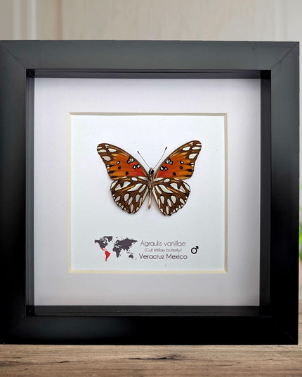 Framed gulf fritillary butterfly: bright orange entomology wall decor, 6x6