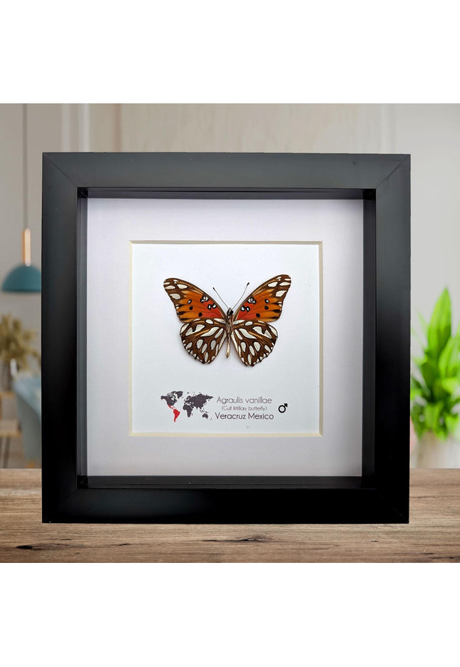 Framed gulf fritillary butterfly: bright orange entomology wall decor, 6x6