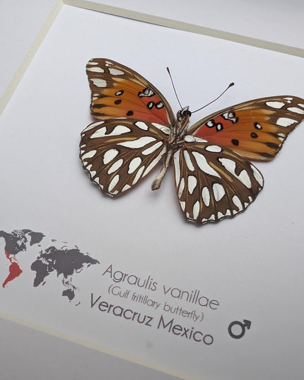 Framed gulf fritillary butterfly: bright orange entomology wall decor, 6x6