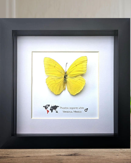 Framed Yellow Butterfly, Ethically Sourced Taxidermy Entomology Gift