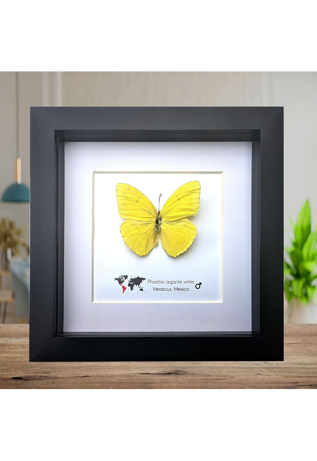 Framed Yellow Butterfly, Ethically Sourced Taxidermy Entomology Gift