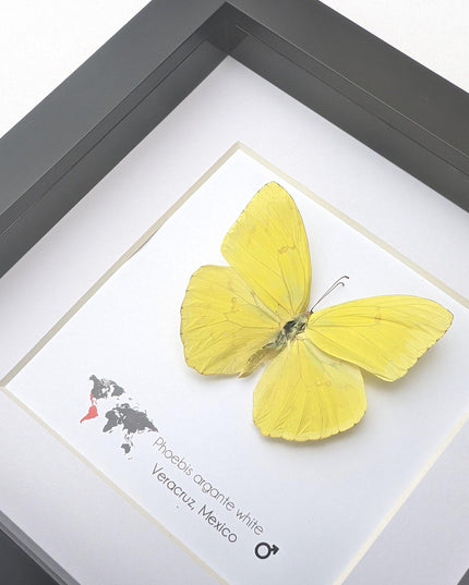 Framed Yellow Butterfly, Ethically Sourced Taxidermy Entomology Gift