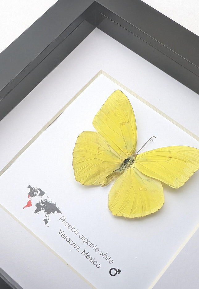Framed Yellow Butterfly, Ethically Sourced Taxidermy Entomology Gift