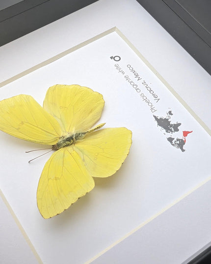 Framed Yellow Butterfly, Ethically Sourced Taxidermy Entomology Gift