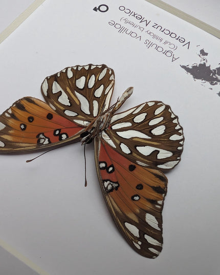Framed gulf fritillary butterfly: bright orange entomology wall decor, 6x6