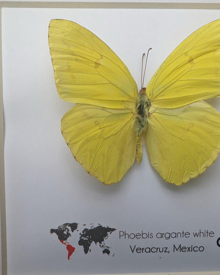 Framed Yellow Butterfly, Ethically Sourced Taxidermy Entomology Gift
