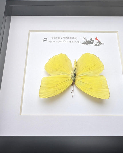 Framed Yellow Butterfly, Ethically Sourced Taxidermy Entomology Gift