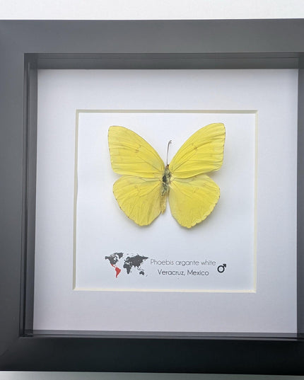Framed Yellow Butterfly, Ethically Sourced Taxidermy Entomology Gift