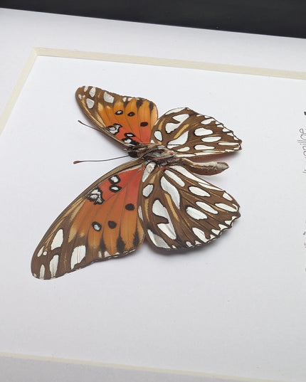 Framed gulf fritillary butterfly: bright orange entomology wall decor, 6x6