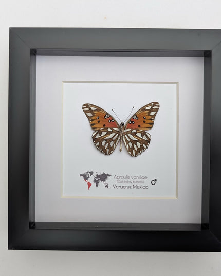Framed gulf fritillary butterfly: bright orange entomology wall decor, 6x6