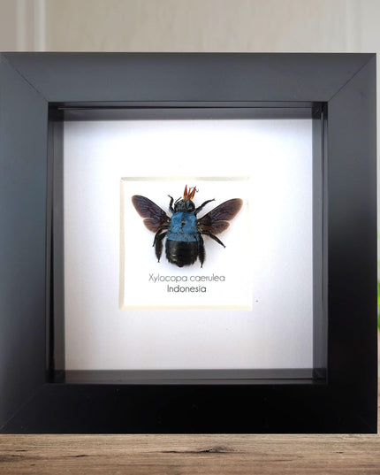 Framed blue carpenter bee taxidermy: ethically sourced entomology wall art