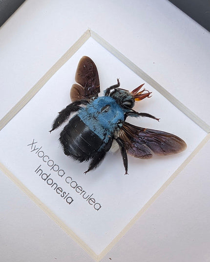 Framed blue carpenter bee taxidermy: ethically sourced entomology wall art