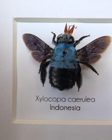 Framed blue carpenter bee taxidermy: ethically sourced entomology wall art