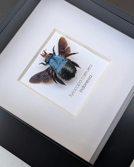 Framed blue carpenter bee taxidermy: ethically sourced entomology wall art